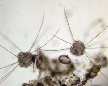 Polychaete larvae